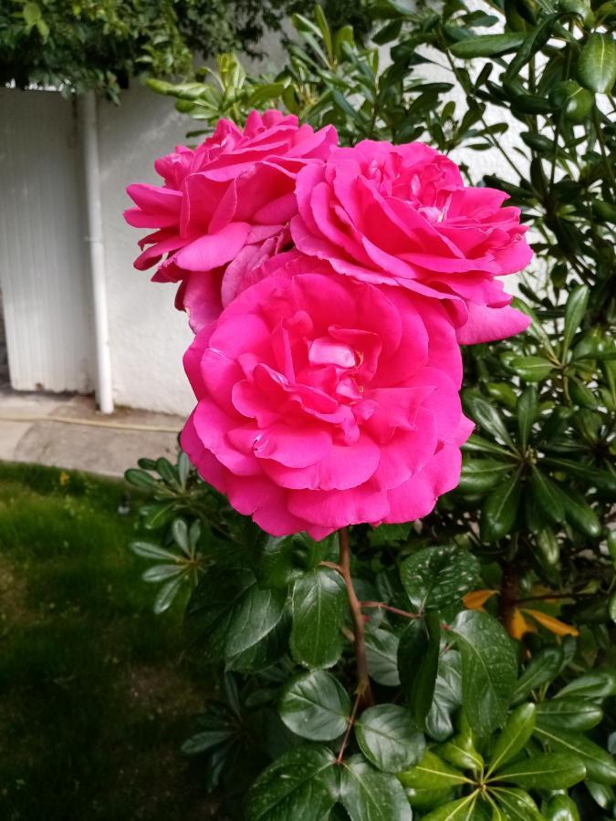 萨林德吉罗Le Flamant Rose住宿加早餐旅馆 外观 照片